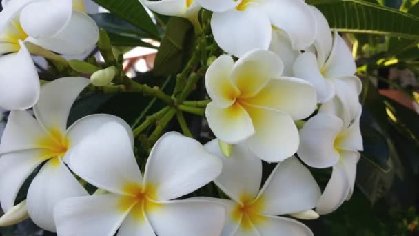 Árvore de Frangipani ou Plumeria — Vídeo de Stock