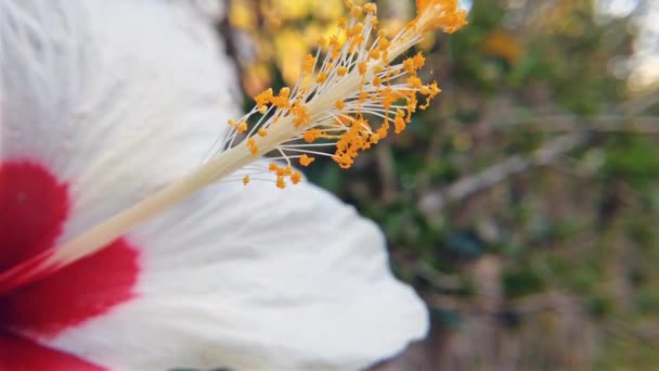 Flor de aloha hibisco branco — Vídeo de Stock