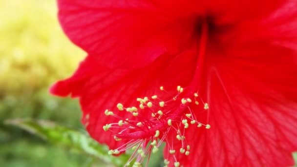 Aloha roja flor tropical hawaiana — Vídeo de stock