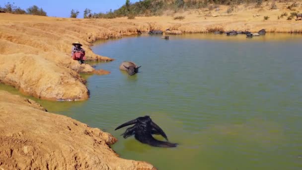 Mulher cuidando de seus búfalos de água — Vídeo de Stock