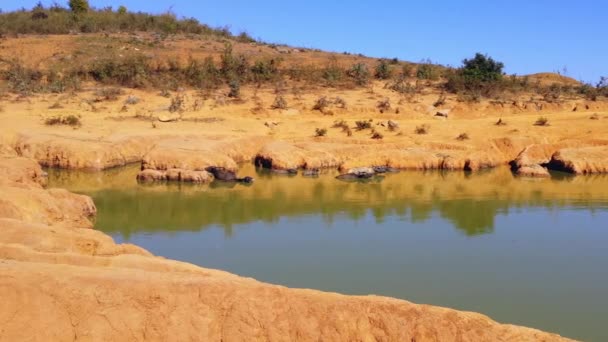 Water buffaloes in mud water — Stock Video