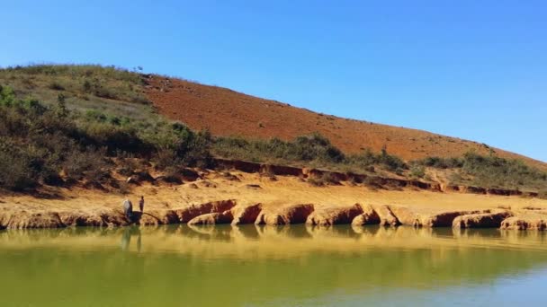 Vrouw op zoek na haar water buffalo — Stockvideo