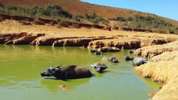 Water buffaloes in mud water — Stock Video