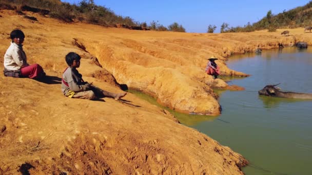 Children watching after their water buffaloes — Stock Video