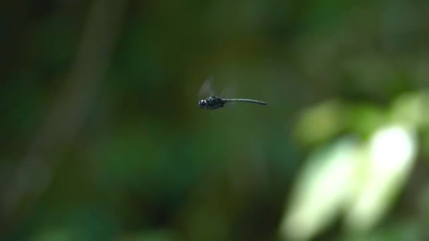 Zblízka pohled vážka hmyzu — Stock video