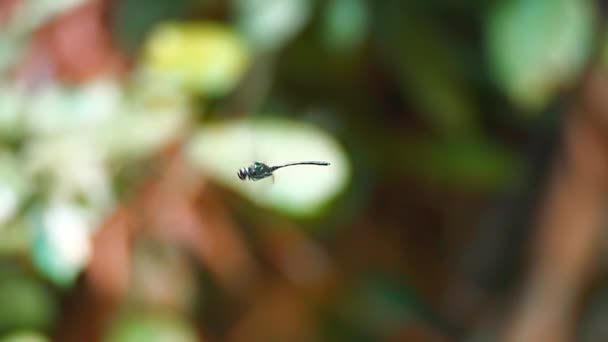 Close-up van dragonfly insect — Stockvideo