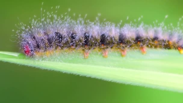 Butterfly caterpillar eating leaf — Stock Video