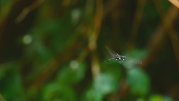 Vedere de aproape a insectei libelulă — Videoclip de stoc