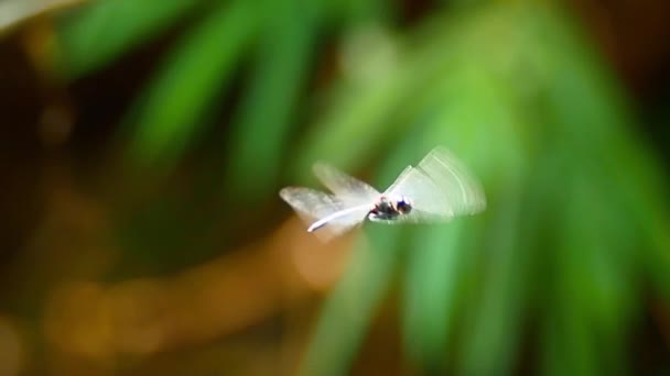 Vista de cerca del insecto libélula — Vídeos de Stock