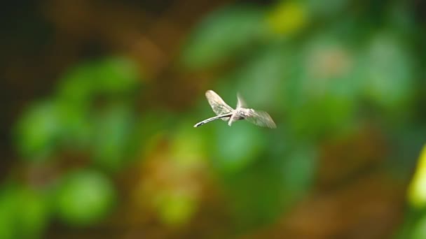 Κλείνω πάνω θέα dragonfly εντόμου — Αρχείο Βίντεο