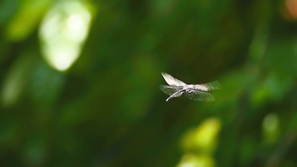 Κλείνω πάνω θέα dragonfly εντόμου — Αρχείο Βίντεο