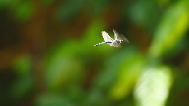 Κλείνω πάνω θέα dragonfly εντόμου — Αρχείο Βίντεο