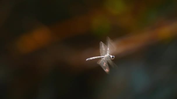 Крупный план насекомого стрекозы — стоковое видео