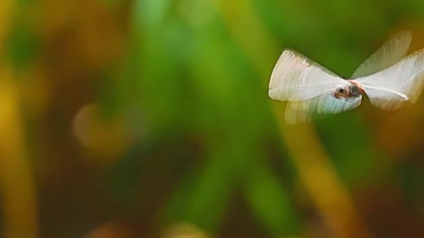 Vista de cerca del insecto libélula — Vídeo de stock