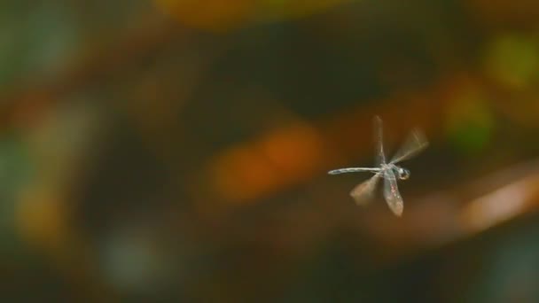 Крупним планом вид комахи бабка — стокове відео