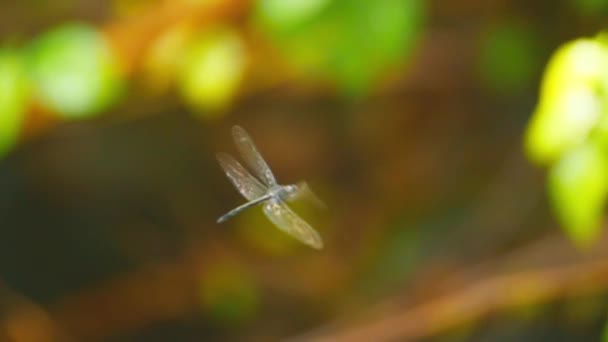 Vista de cerca del insecto libélula — Vídeos de Stock