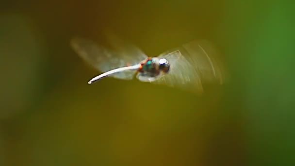 På nära håll beskåda av dragonfly insekt — Stockvideo