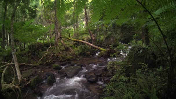 éclaboussures de cascades dans la forêt tropicale humide 