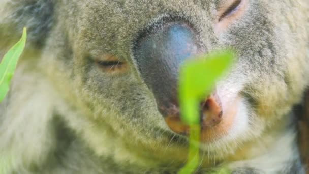 Oso koala australiano — Vídeos de Stock