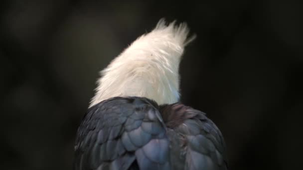 Hornbill pasăre tropicală — Videoclip de stoc