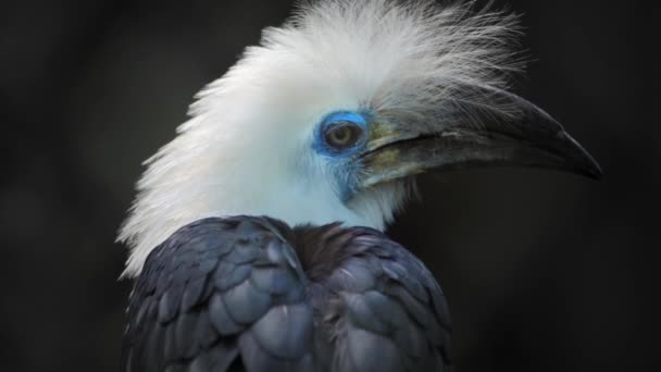 Hornbill pasăre tropicală — Videoclip de stoc
