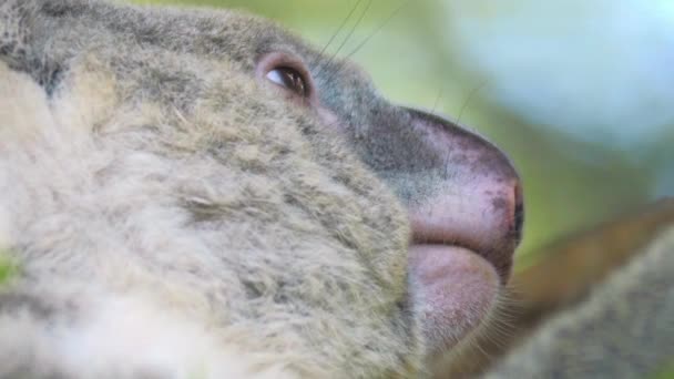 Urso koala australiano — Vídeo de Stock