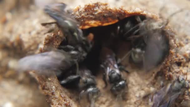 Macro disparo de pequeñas abejas negras — Vídeos de Stock