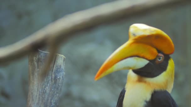 Retrato de pássaro Hornbill — Vídeo de Stock
