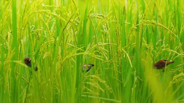 Aves alimentándose y volando en arroz con cáscara — Vídeo de stock