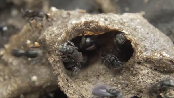 Plan macro de minuscules abeilles noires — Video