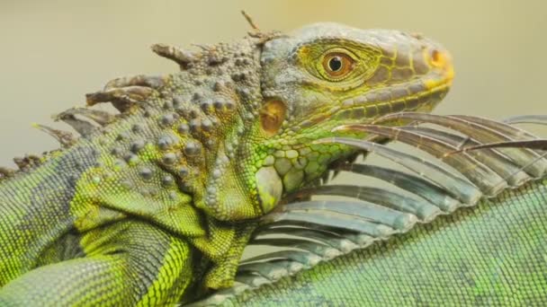 Iguana lizard head — Stock Video