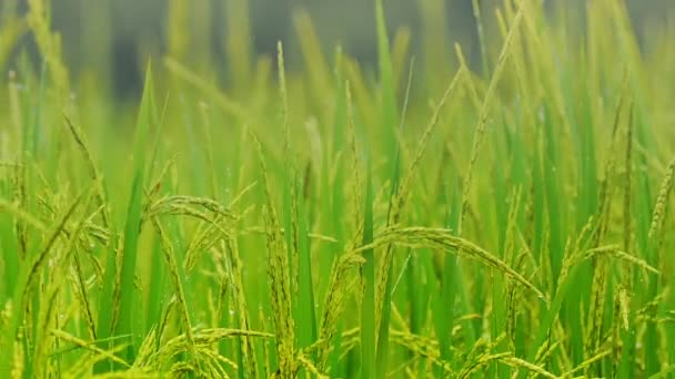 Aves alimentándose y volando en arroz con cáscara — Vídeo de stock