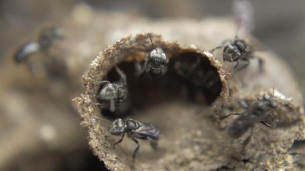 Pequeñas abejas negras — Vídeos de Stock