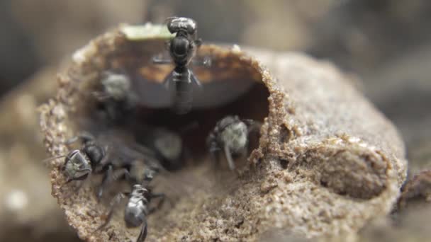 Abeilles indigènes australiennes — Video