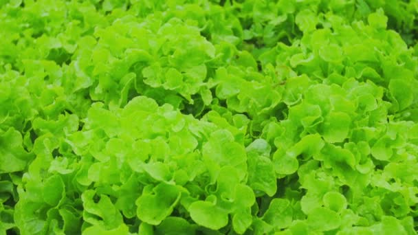 Verse bladeren van groene sla salade — Stockvideo