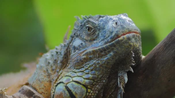 Leguan exotisches Haustier — Stockvideo