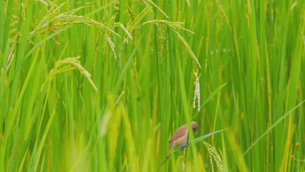Bird feeding and flying in rice paddy — Stock Video