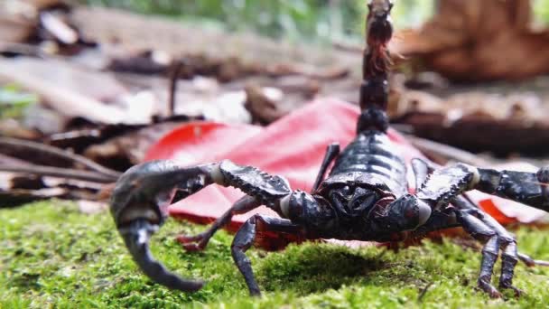 Scorpion venimeux et toxique mortel — Video