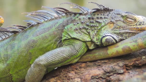 Masculino e feminino verde Iguanas — Vídeo de Stock