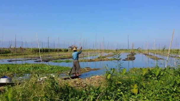 Jardines flotantes de la aldea de Inle Lake en Myanmar (Birmania ) — Vídeos de Stock