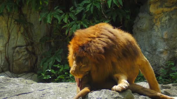 Μεγάλο λιοντάρι στο φυσικό πάρκο — Αρχείο Βίντεο