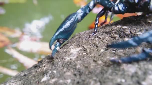 Смертельний отруйний і токсичний скорпіон — стокове відео