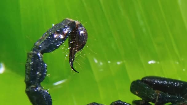 Scorpion stinger v tropickém deštném pralese — Stock video