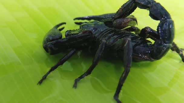 Скорпион на зеленом листе — стоковое видео