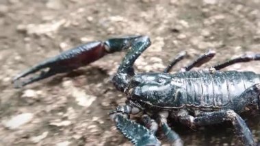 Ölümcül zehirli ve zehirli Akrep