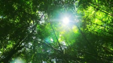 Bambu tropikal orman