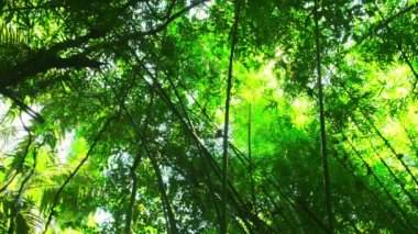 Bambu tropikal orman