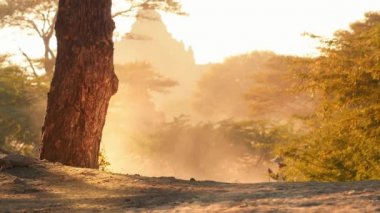 Tapınak ile Bagan Myanmar kırsal köy yolunda güneş ışığında keçi grubu