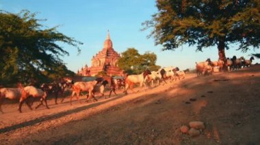 Myanmar Bagan sitenin tozlu yolda, keçi ve lambalar ile Çobanlar