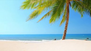 palmiye ağacı ile plaj